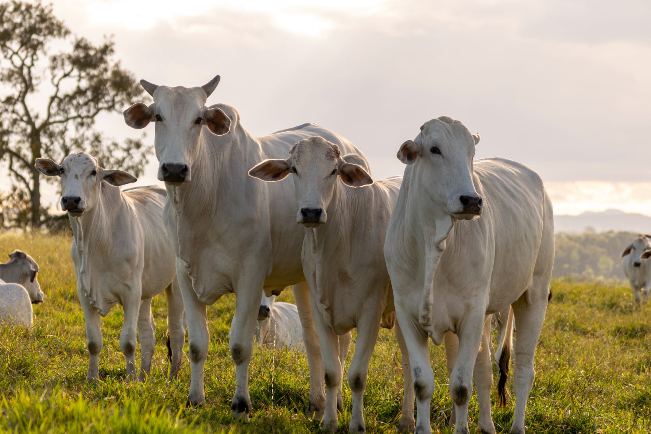 Gado Nelore robusto - pecuária de corte brasileira
